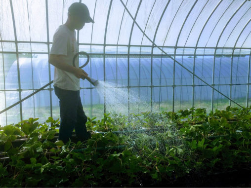 いちご子苗への水やり
