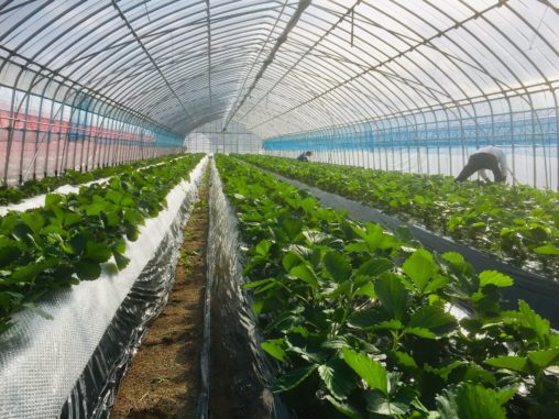 マルチ後のハウス