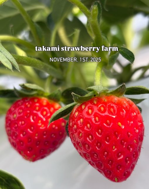 真っ赤ないちごできました！ベリーホップすず