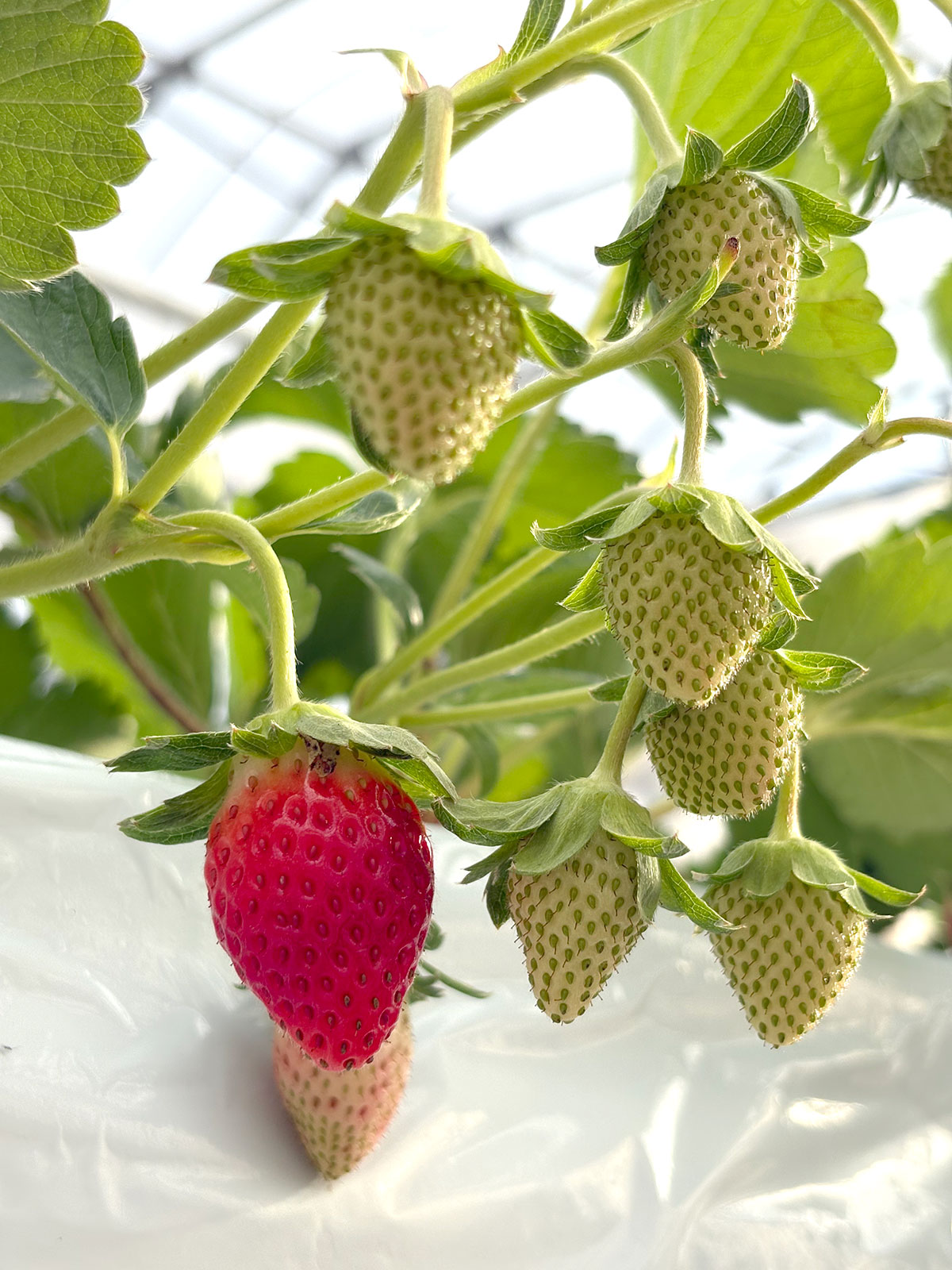 新品種 堅しろう