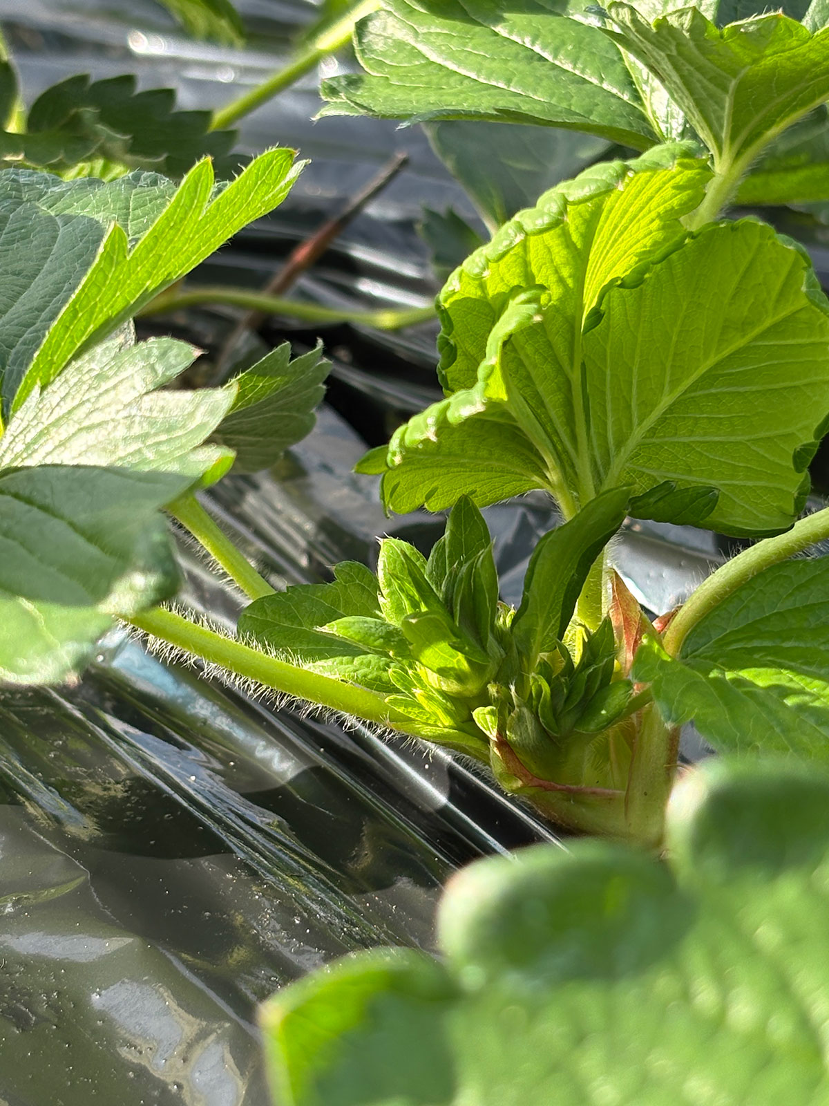 つぼみが見えてきた