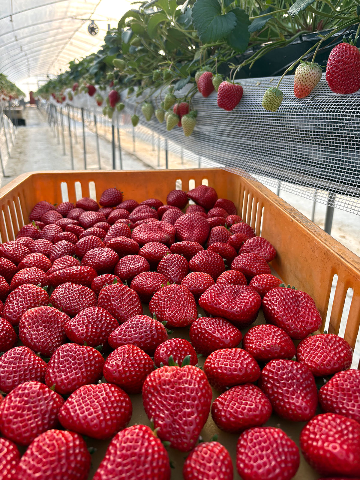 いちごの収穫作業