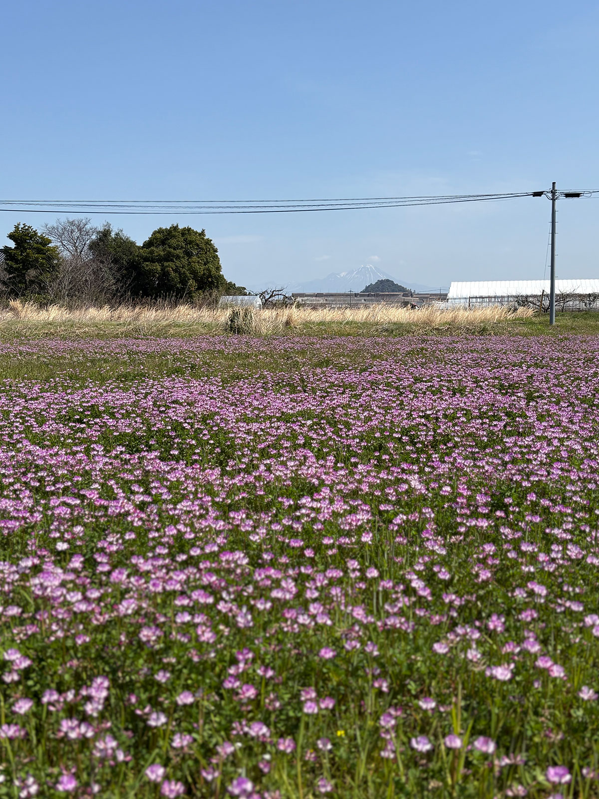 田んぼにはレンゲの花