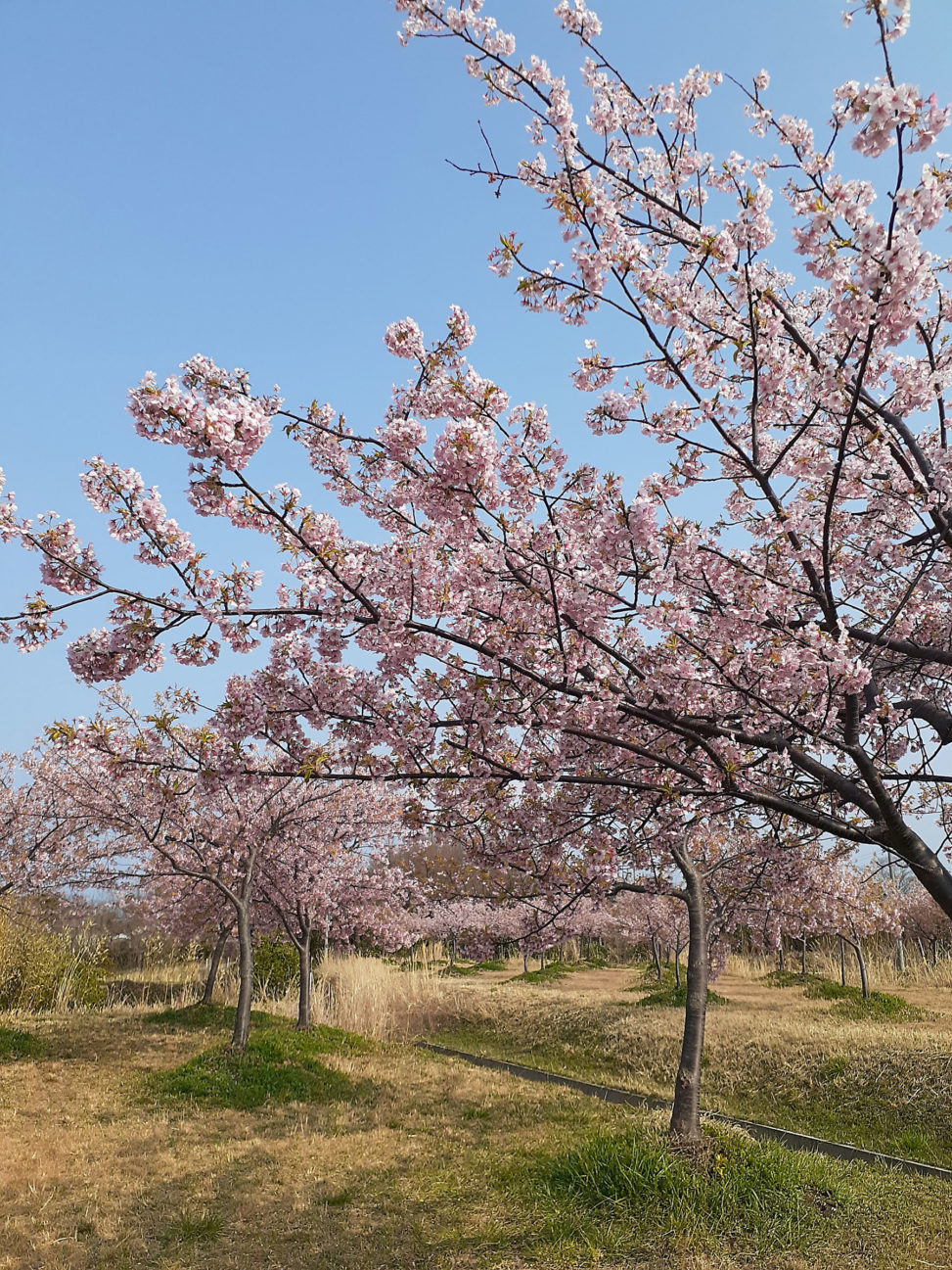 大根島の河津桜