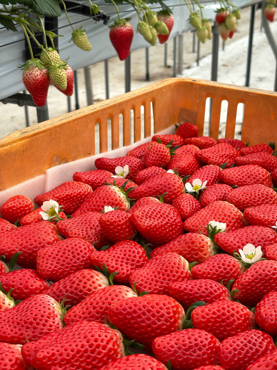 収穫した朝採れいちご