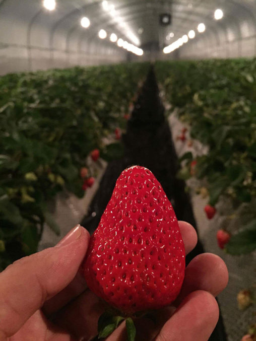 ハウス電照に照らされるイチゴ