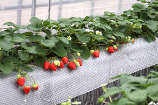 紅ほっぺの赤い実