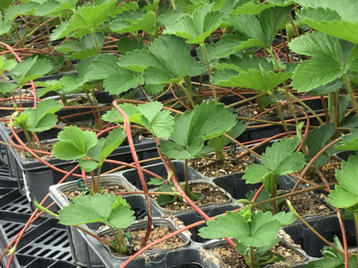 いちご苗　ランナー受け