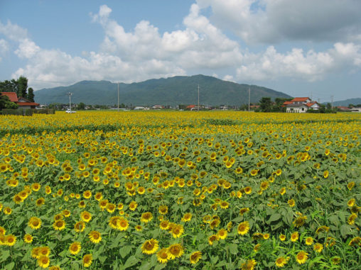 島根県　ひまわり畑の写真