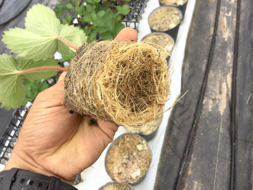 紅ほっぺ苗の根