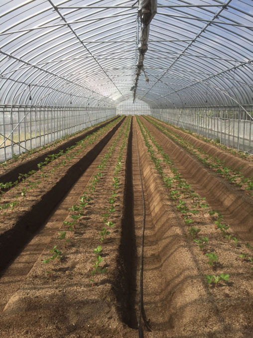 定植後の紅ほっぺハウス