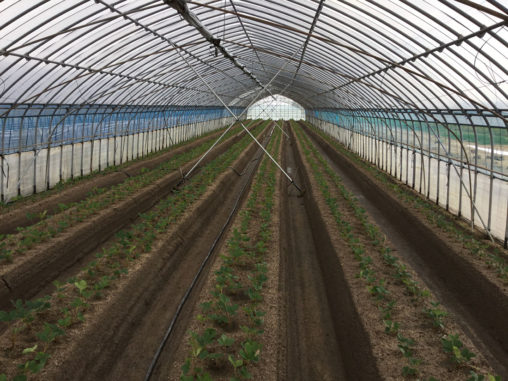 いちごハウス台風対策の支柱