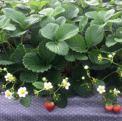 紅ほっぺハウスの様子