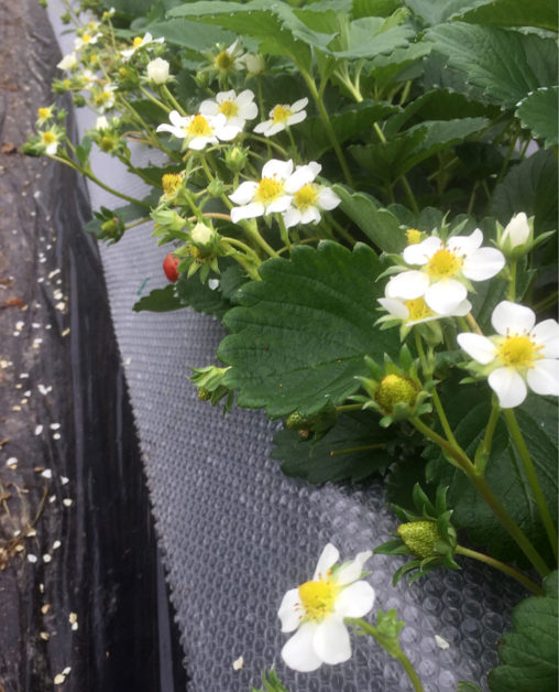 あきひめハウスの様子