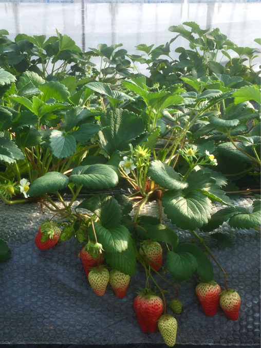 いちごの花と果実