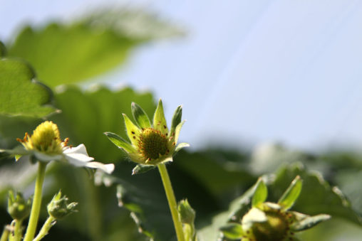 紅ほっぺの果実