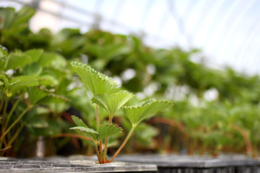 紅ほっぺランナー受け