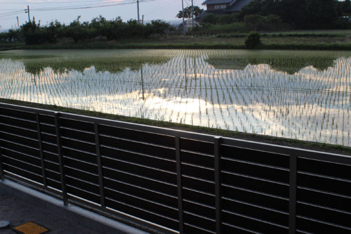 キラキラ光る田んぼ