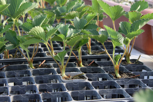 切り離した紅ほっぺ苗