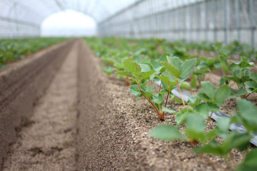 定植後の紅ほっぺ