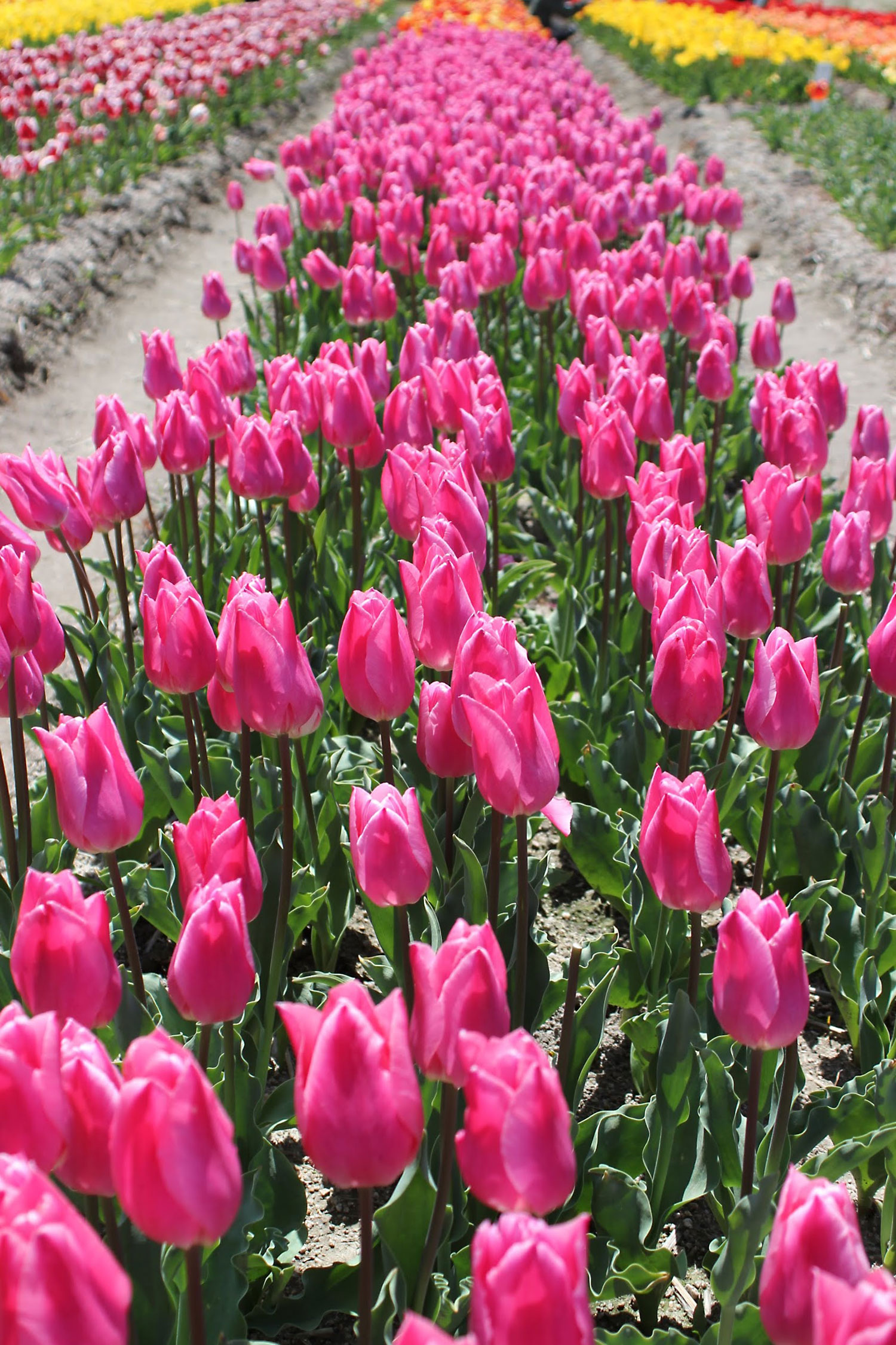 一面のチューリップ畑 高見いちご縁 島根県安来市
