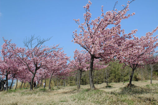 河津桜を見に大根島へ