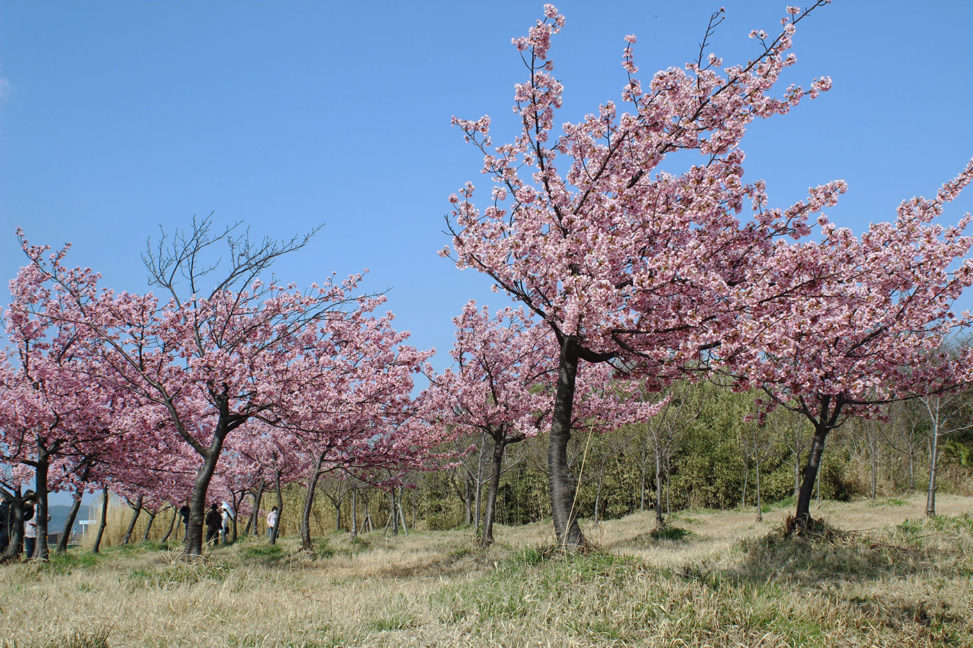 河津桜を見に大根島へ