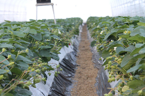 紅ほっぺ圃場の様子