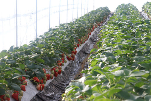 安来の紅ほっぺ