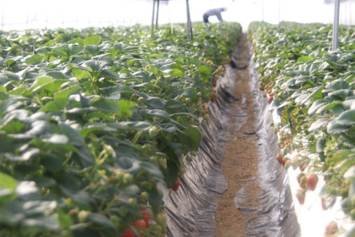 イチゴ紅ほっぺの葉欠き