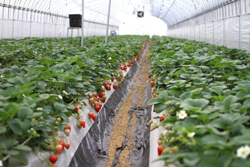 島根の紅ほっぺ　ハウスの様子