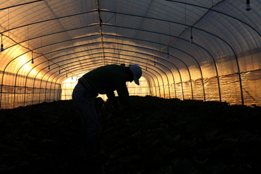 夕暮れ時のいちご葉欠き作業