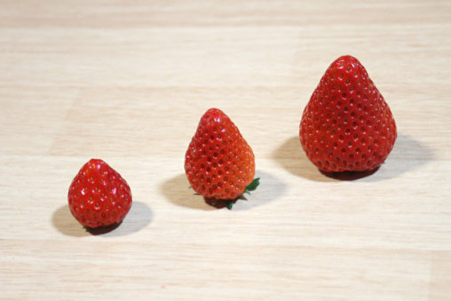 やすぎいちご三兄弟