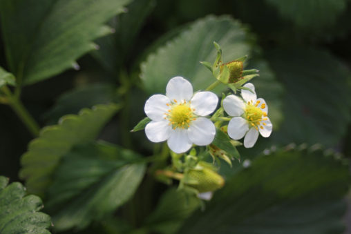 安来紅ほっぺの花