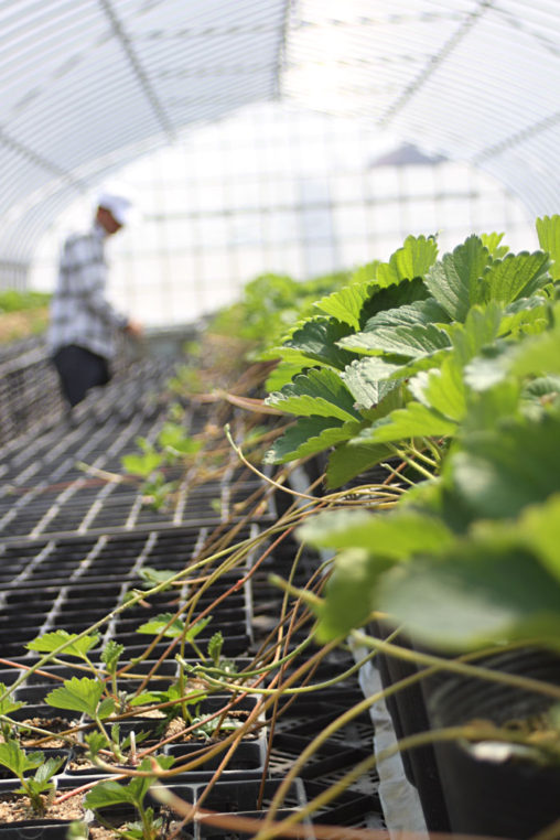 安来の紅ほっぺランナー受け
