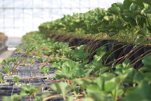 紅ほっぺランナー