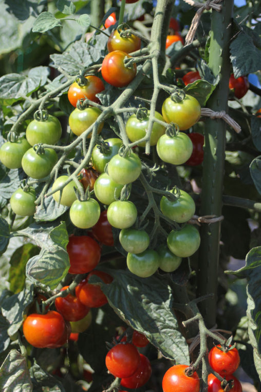 家庭菜園のミニトマト