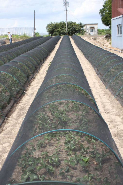 いちご苗の定植