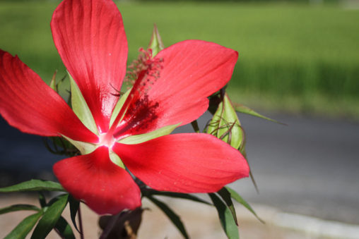 モミジアオイの花