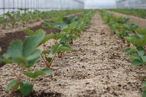 定植約１週間　紅ほっぺの苗