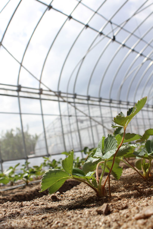 安来の紅ほっぺ