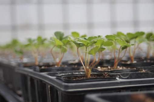 紅ほっぺセル苗