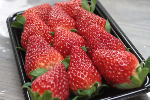 紅ほっぺ初出荷