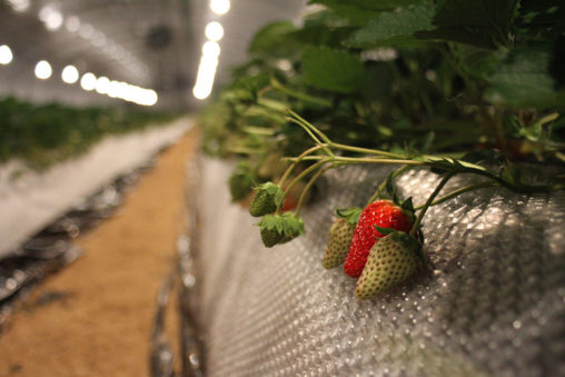 あかりに照らされるいちご