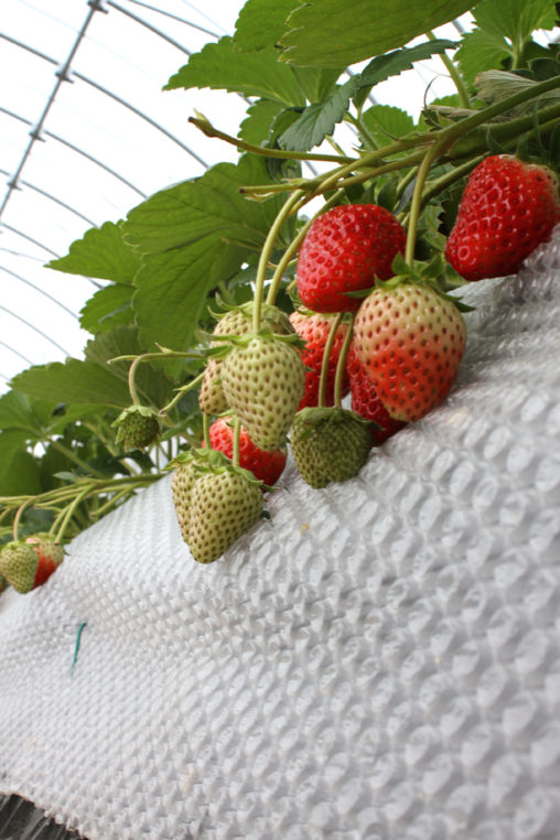 いちごハウスの様子