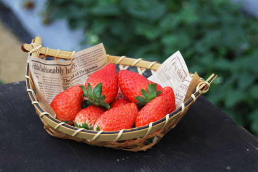 島根県産いちご
