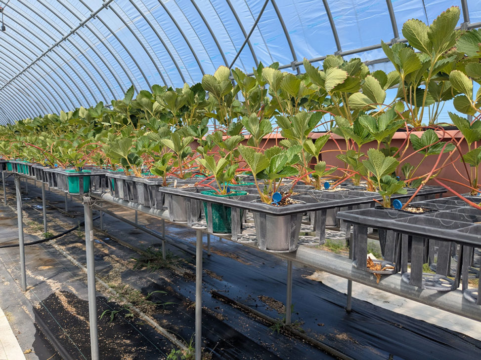 いちご育苗ハウスの様子