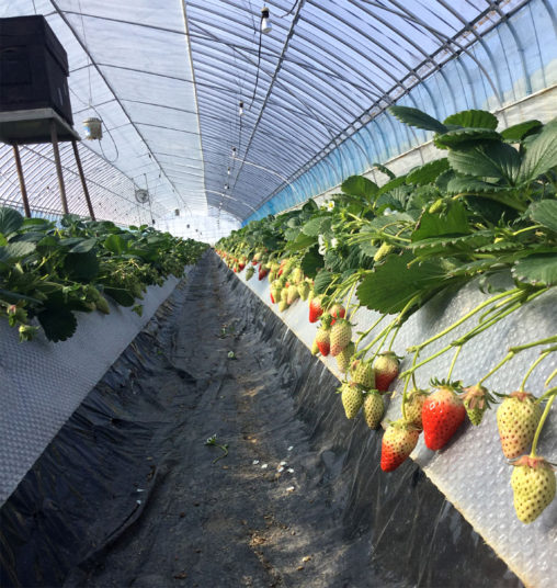 章姫ハウスの様子