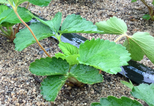 雨の中の紅ほっぺ