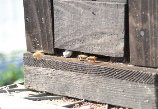 巣箱に戻るミツバチ